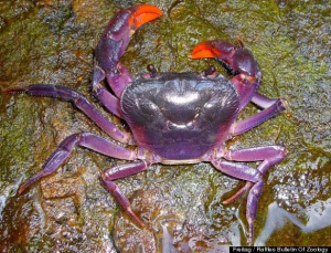 New Purple Crab Species Found In The Philippines