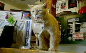 Cat Reigns As Mayor Of Tiny Alaskan Town