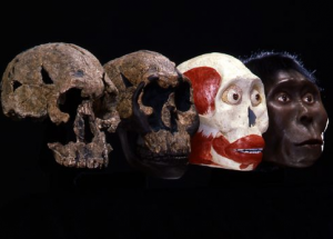 Many Human 'Prototypes' Discovered In Africa