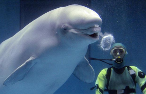 Beluga Whale Mimics Human Voice Beluga Whale Mimics Human Voice
