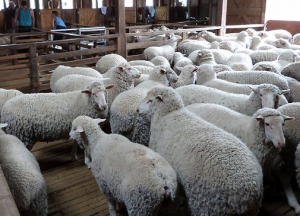 Germany Calls For Ban On Bestiality Germany Calls For Ban On Bestiality