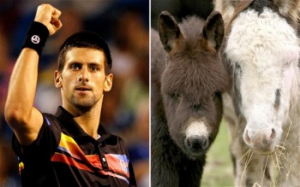 Novak Djokovic Is Buying All The Donkey Cheese In The World