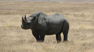 western black rhino